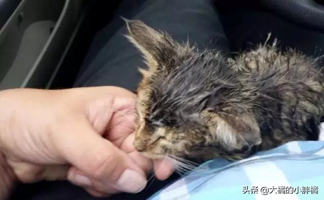 小伙下車抽菸,卻被一隻濕漉漉的小貓抱住右腳,不讓上車就不讓走