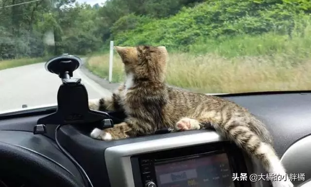小伙下車抽菸,卻被一隻濕漉漉的小貓抱住右腳,不讓上車就不讓走