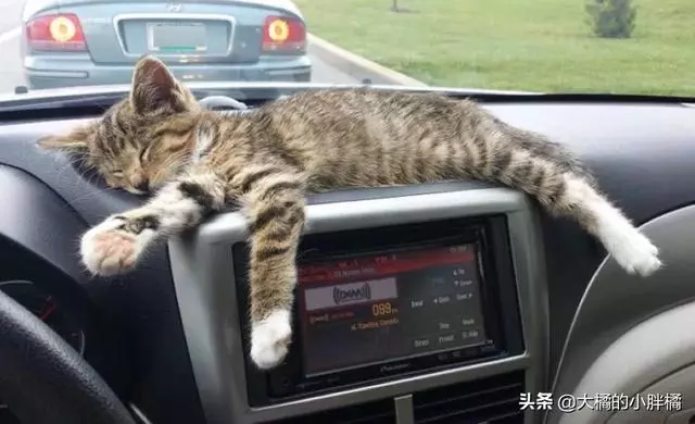 小伙下車抽菸,卻被一隻濕漉漉的小貓抱住右腳,不讓上車就不讓走