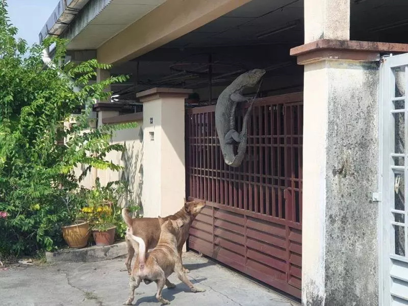 回家驚見「巨大蜥蜴爬欄要進屋」 網加碼PO照:我還看過更狂的