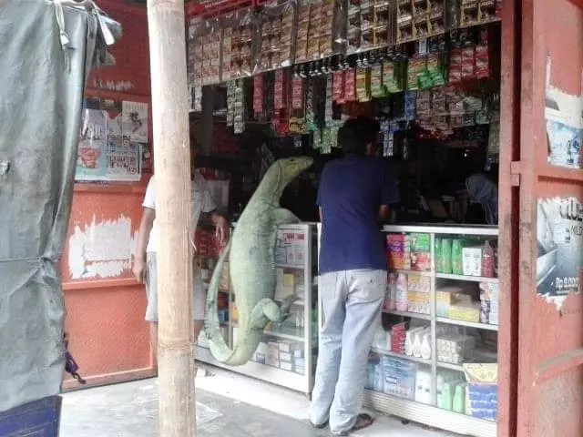 回家驚見「巨大蜥蜴爬欄要進屋」 網加碼PO照:我還看過更狂的