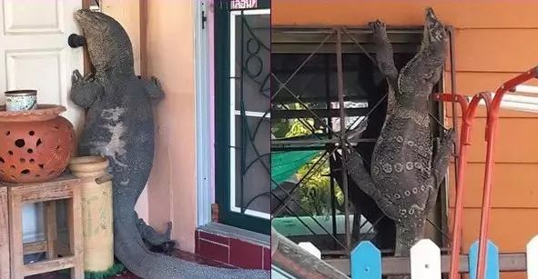回家驚見「巨大蜥蜴爬欄要進屋」 網加碼PO照:我還看過更狂的