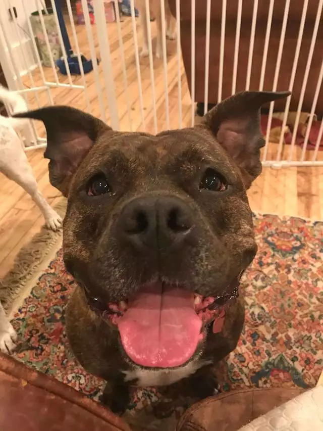 超暖心比特犬「比人類更會當看護」 緊跟在阿嬤身邊:有我守護著你喔