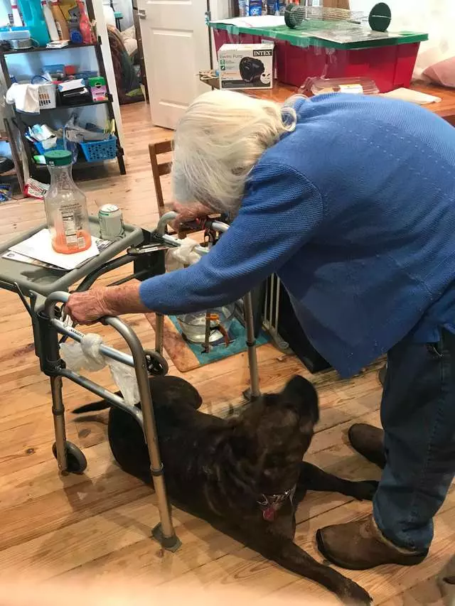 超暖心比特犬「比人類更會當看護」 緊跟在阿嬤身邊:有我守護著你喔
