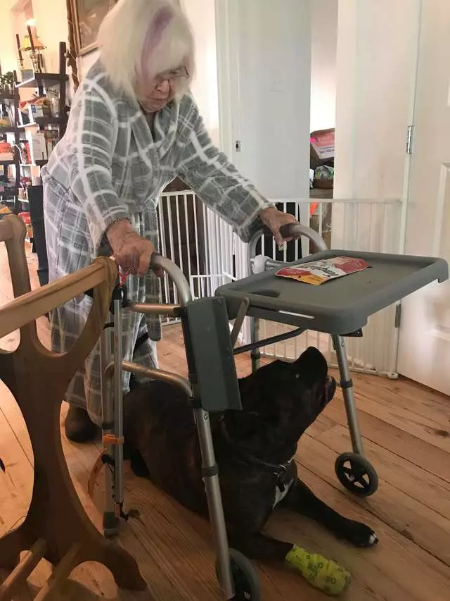 超暖心比特犬「比人類更會當看護」 緊跟在阿嬤身邊:有我守護著你喔