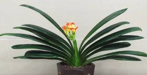 睡前這樣趴10分鐘,等於跑步1小時!每天一次,越來越年輕,越來越瘦~~