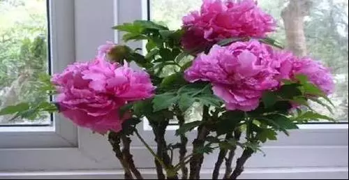 睡前這樣趴10分鐘,等於跑步1小時!每天一次,越來越年輕,越來越瘦~~