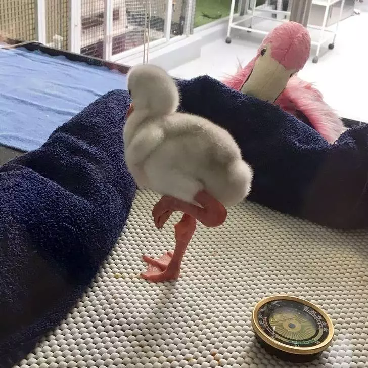 看到嘴角下不來~ 21張「動物療癒照」瞬間忘記上秒在煩惱什麼
