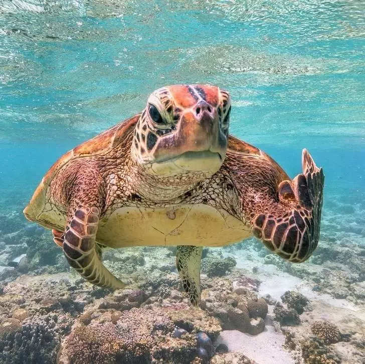 看到嘴角下不來~ 21張「動物療癒照」瞬間忘記上秒在煩惱什麼