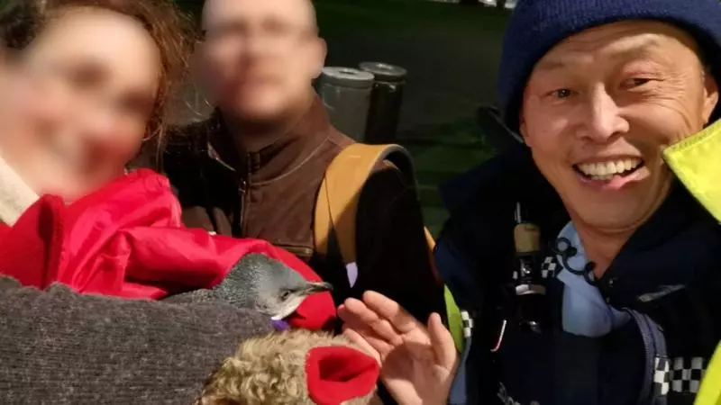 偷溜進壽司店被抓! 2企鵝「獲釋後」又回來:這裡貨最鮮~