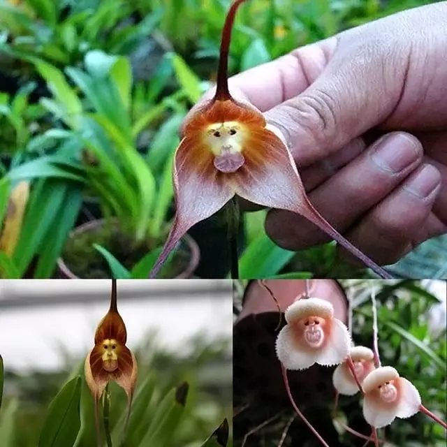 罕見氣質蘭花竟長「猴子臉」 網友笑很大:悟空你怎麼在這!