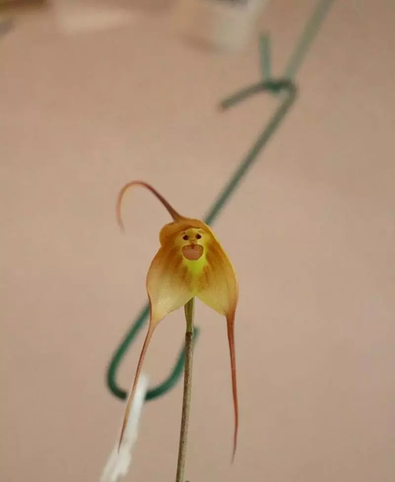 罕見氣質蘭花竟長「猴子臉」 網友笑很大:悟空你怎麼在這!