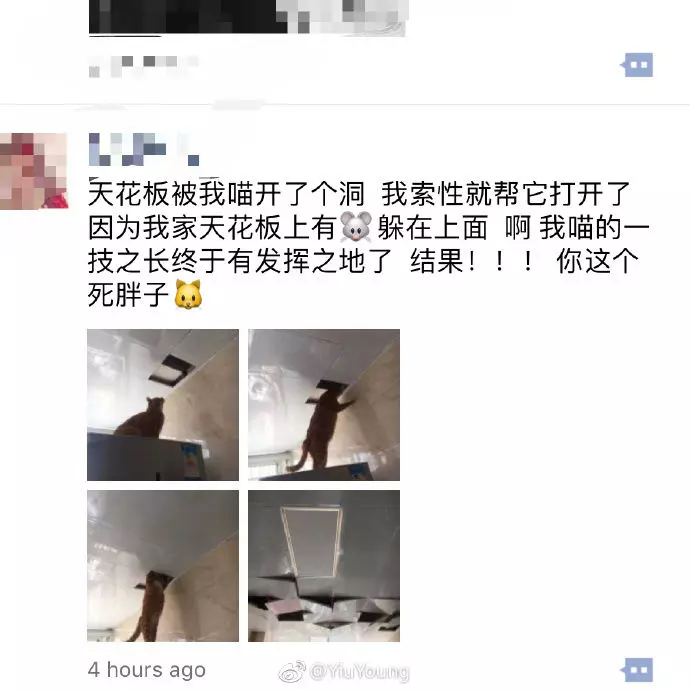 主人讓小肥貓「上天花板」抓老鼠!下一秒超悲劇讓主人崩潰大喊:你這個死胖子!