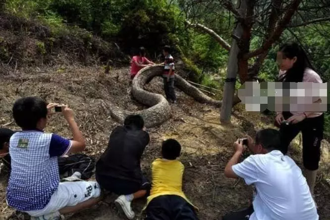 農夫上山砍柴,看到前面一個巨大的身影,仔細一看後趕緊下山叫人!