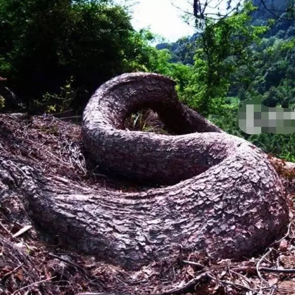 農夫上山砍柴,看到前面一個巨大的身影,仔細一看後趕緊下山叫人!