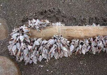在沙灘上發現一浮木,走近一看心花怒放:自己發現了世界上最貴的東西之一!