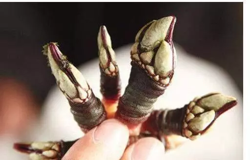在沙灘上發現一浮木,走近一看心花怒放:自己發現了世界上最貴的東西之一!