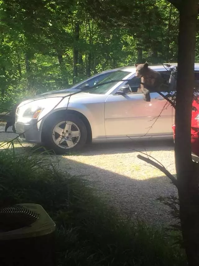 出門驚見熊界獵車手! 男子超傻眼:裡面坐了整家人