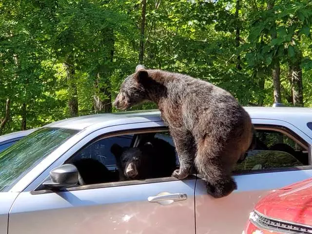 出門驚見熊界獵車手! 男子超傻眼:裡面坐了整家人