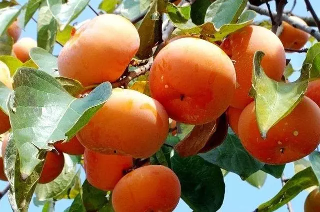 高血壓吃什麼好?這7種食物或許會讓它乖乖聽話 !