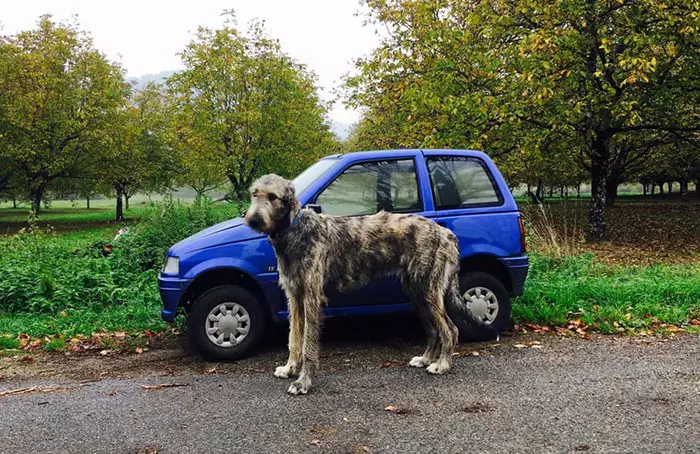 超狂巨汪「愛爾蘭獵狼犬」跟車一樣大! 世界主人PO萌照:本體就是暖小孩~