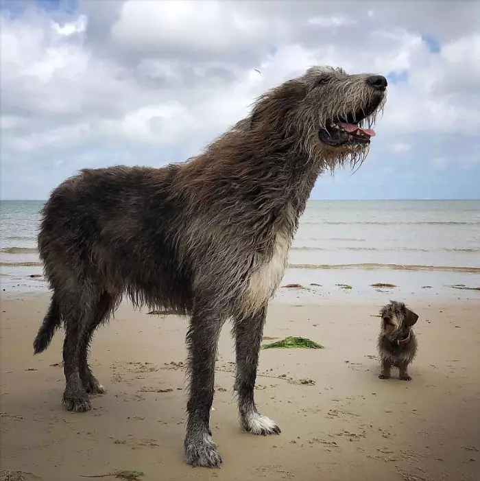 超狂巨汪「愛爾蘭獵狼犬」跟車一樣大! 世界主人PO萌照:本體就是暖小孩~
