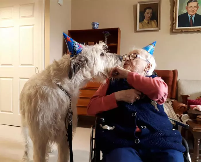 超狂巨汪「愛爾蘭獵狼犬」跟車一樣大! 世界主人PO萌照:本體就是暖小孩~