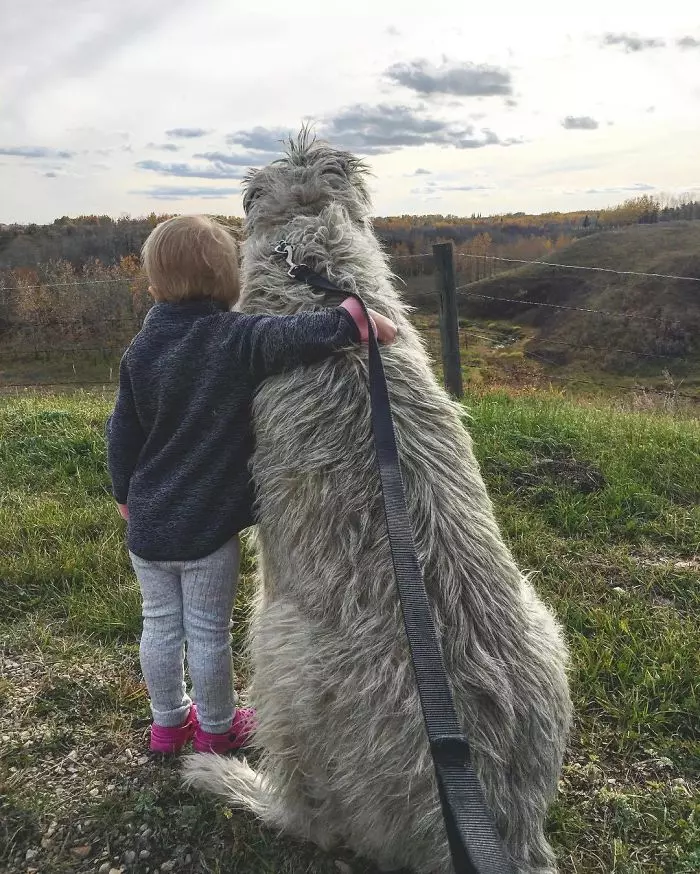 超狂巨汪「愛爾蘭獵狼犬」跟車一樣大! 世界主人PO萌照:本體就是暖小孩~