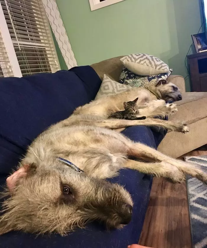 超狂巨汪「愛爾蘭獵狼犬」跟車一樣大! 世界主人PO萌照:本體就是暖小孩~