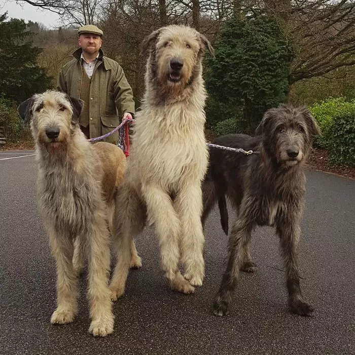 超狂巨汪「愛爾蘭獵狼犬」跟車一樣大! 世界主人PO萌照:本體就是暖小孩~