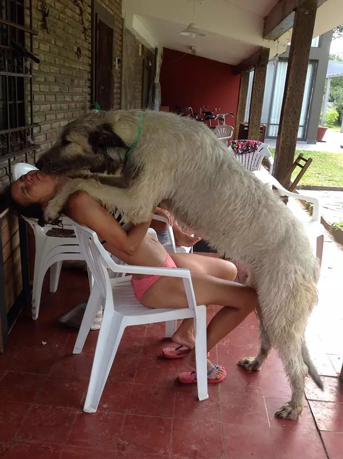 超狂巨汪「愛爾蘭獵狼犬」跟車一樣大! 世界主人PO萌照:本體就是暖小孩~