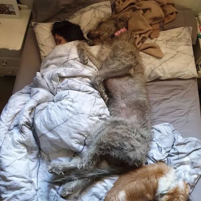 超狂巨汪「愛爾蘭獵狼犬」跟車一樣大! 世界主人PO萌照:本體就是暖小孩~