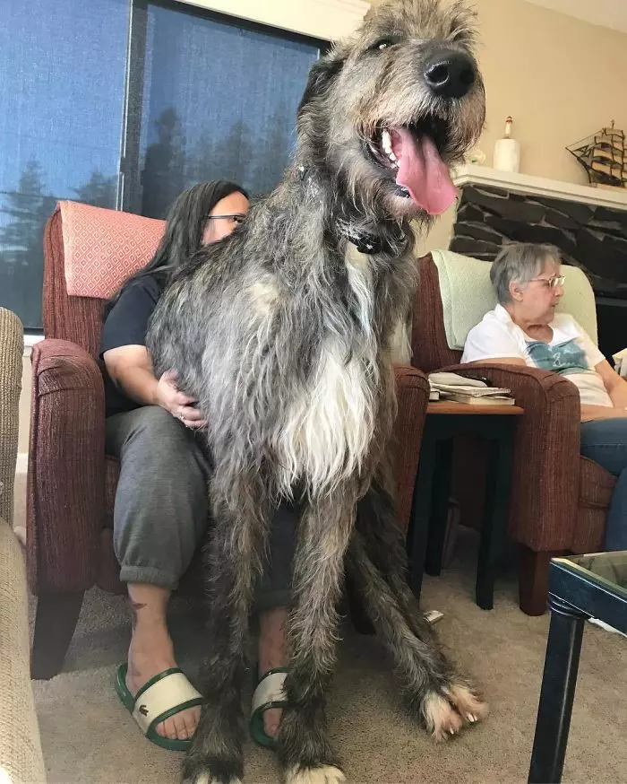 超狂巨汪「愛爾蘭獵狼犬」跟車一樣大! 世界主人PO萌照:本體就是暖小孩~