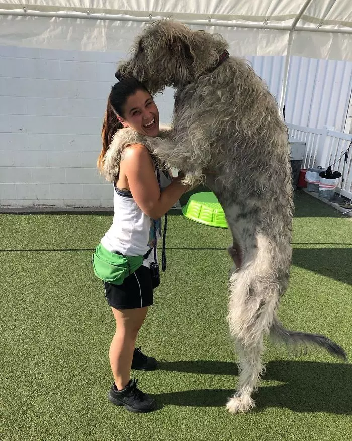 超狂巨汪「愛爾蘭獵狼犬」跟車一樣大! 世界主人PO萌照:本體就是暖小孩~