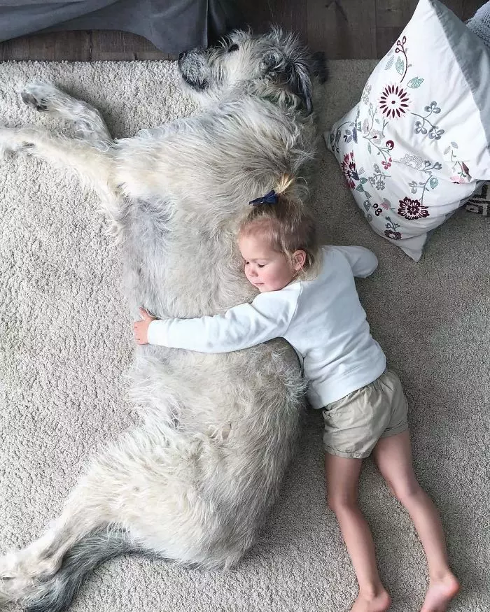 超狂巨汪「愛爾蘭獵狼犬」跟車一樣大! 世界主人PO萌照:本體就是暖小孩~