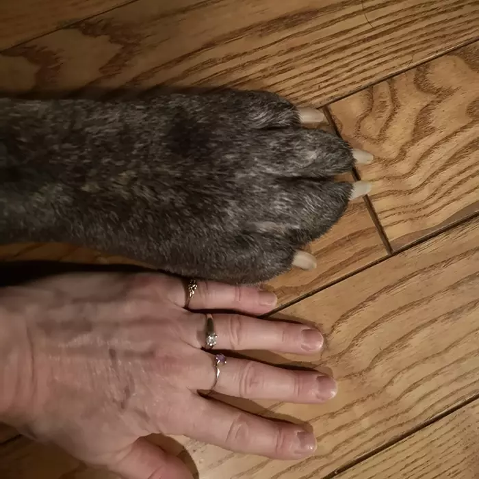 超狂巨汪「愛爾蘭獵狼犬」跟車一樣大! 世界主人PO萌照:本體就是暖小孩~