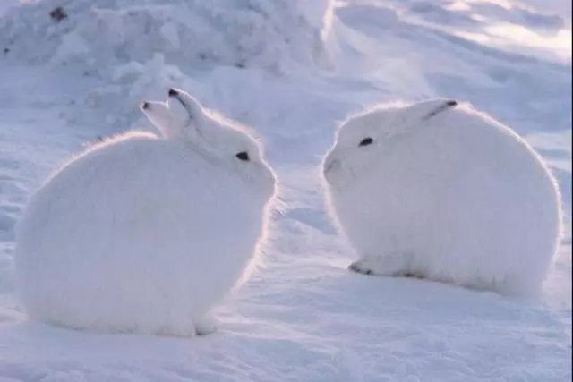 脖子失蹤?圓滾滾「北極兔」神似雪球 一站起來「逆天長腿」超驚人