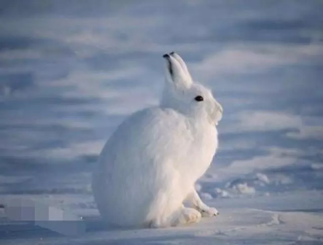 脖子失蹤?圓滾滾「北極兔」神似雪球 一站起來「逆天長腿」超驚人