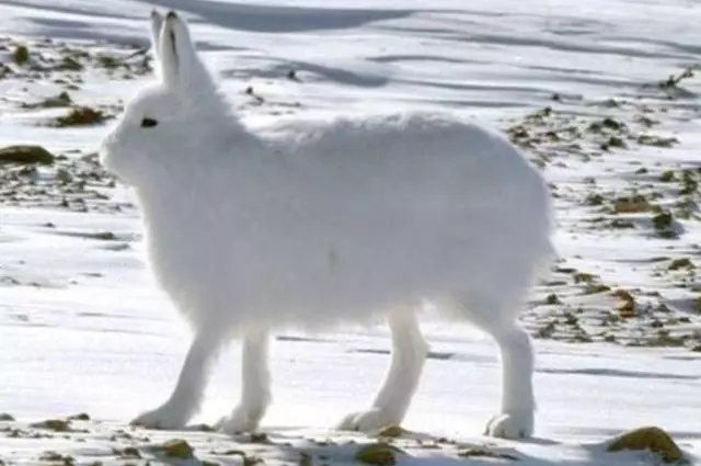 脖子失蹤?圓滾滾「北極兔」神似雪球 一站起來「逆天長腿」超驚人