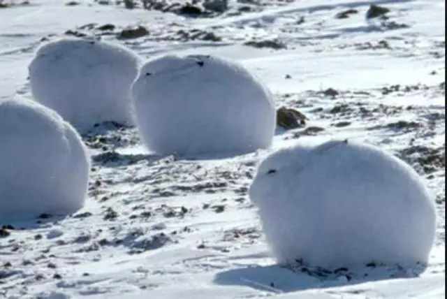 脖子失蹤?圓滾滾「北極兔」神似雪球 一站起來「逆天長腿」超驚人