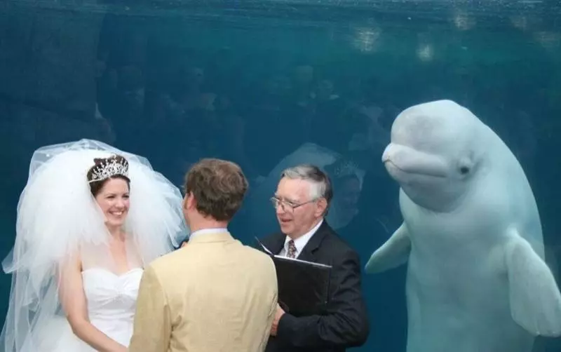 水族館結婚…小白鯨「微笑觀禮」瞬紅 PS修圖亂鬥笑翻網:誰才是主角啦!