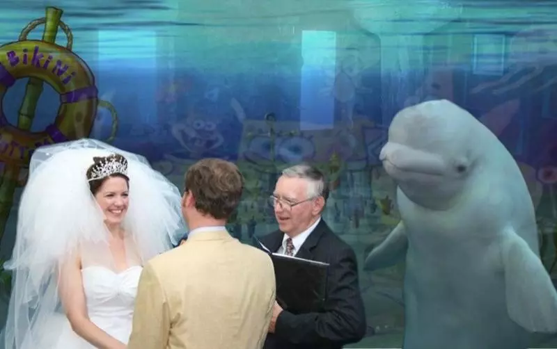 水族館結婚…小白鯨「微笑觀禮」瞬紅 PS修圖亂鬥笑翻網:誰才是主角啦!