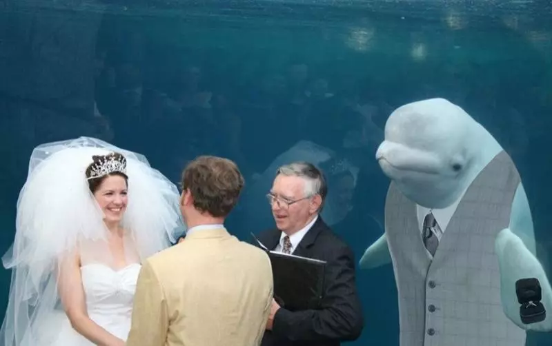 水族館結婚…小白鯨「微笑觀禮」瞬紅 PS修圖亂鬥笑翻網:誰才是主角啦!