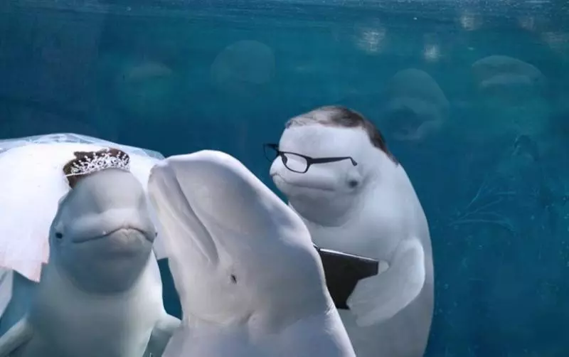 水族館結婚…小白鯨「微笑觀禮」瞬紅 PS修圖亂鬥笑翻網:誰才是主角啦!