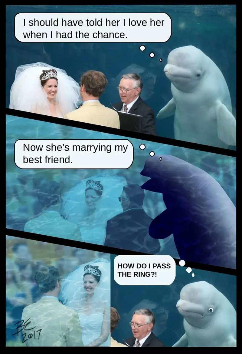 水族館結婚…小白鯨「微笑觀禮」瞬紅 PS修圖亂鬥笑翻網:誰才是主角啦!