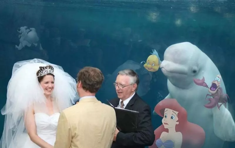 水族館結婚…小白鯨「微笑觀禮」瞬紅 PS修圖亂鬥笑翻網:誰才是主角啦!