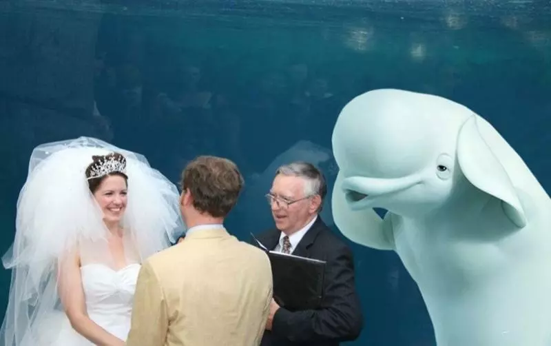 水族館結婚…小白鯨「微笑觀禮」瞬紅 PS修圖亂鬥笑翻網:誰才是主角啦!