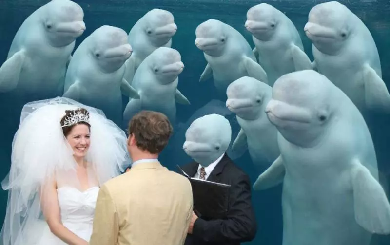 水族館結婚…小白鯨「微笑觀禮」瞬紅 PS修圖亂鬥笑翻網:誰才是主角啦!