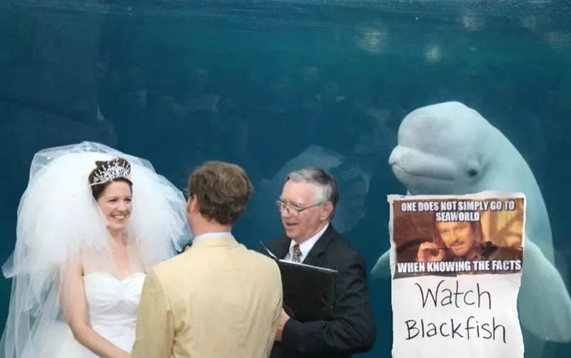 水族館結婚…小白鯨「微笑觀禮」瞬紅 PS修圖亂鬥笑翻網:誰才是主角啦!