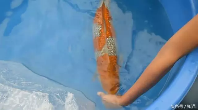 男子餵養8年的金魚肚子越來越大,瘋狂砸錢請醫生動手術,取出來的東西更是讓人驚訝 !